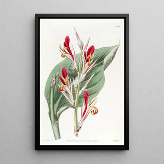 Sydenham Edwards - Shewy Canna.webp