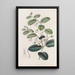 Royena brillante - Sydenham Edwards — gerahmtes Bild an der Wand