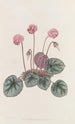 Cyclamen du rivage - Sydenham Edwards — Ansicht des Kunstwerks