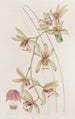 Cymbidium mit kurzen Lippen und dicken Blättern - Sydenham Edwards — Ansicht des Kunstwerks