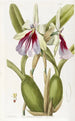 Miltonia éclatante - Sydenham Edwards — Ansicht des Kunstwerks
