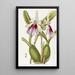 Miltonia éclatante - Sydenham Edwards — gerahmtes Bild an der Wand