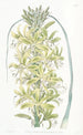 Asphodèle jaune de Sibérie - Sydenham Edwards — Ansicht des Kunstwerks