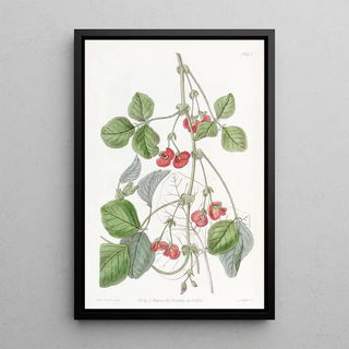 Sydenham Edwards - Sir James Stirlings Kennedya.webp