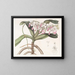 Pflanze aérienne de Sir Richard Brooks - Sydenham Edwards — gerahmtes Bild an der Wand