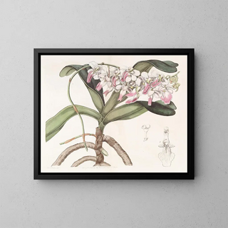 Sydenham Edwards - Sir Richard Brooks Air Plant.webp