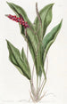 Anthurium élancé - Sydenham Edwards — Ansicht des Kunstwerks