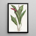 Anthurium élancé - Sydenham Edwards — gerahmtes Bild an der Wand