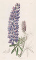 Lupin mit schlanken Früchten - Sydenham Edwards — Ansicht des Kunstwerks