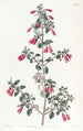 Fuchsia à petites feuilles - Sydenham Edwards — Ansicht des Kunstwerks