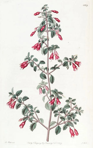 Sydenham Edwards - Smallleaved Fuchsia.webp