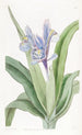 Iris mit kleinen Flügeln - Sydenham Edwards — Ansicht des Kunstwerks