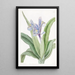 Iris mit kleinen Flügeln - Sydenham Edwards — gerahmtes Bild an der Wand