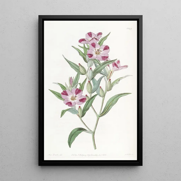 Sydenham Edwards - Smart Godetia.webp