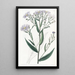 Aster glatte - Sydenham Edwards — gerahmtes Bild an der Wand