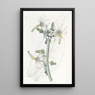 Sydenham Edwards - Smooth Michauxia.webp