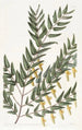 Scottia à branches lisses - Sydenham Edwards — Ansicht des Kunstwerks