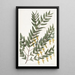 Scottia à branches lisses - Sydenham Edwards — gerahmtes Bild an der Wand