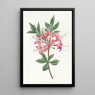 Sydenham Edwards - Sparkling Azalea.webp