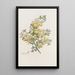 Calycotome épineux - Sydenham Edwards — gerahmtes Bild an der Wand