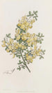 Calycotome épineux - Sydenham Edwards — Ansicht des Kunstwerks