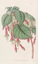 Fuchsia splendide - Sydenham Edwards — Ansicht des Kunstwerks