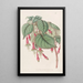 Fuchsia splendide - Sydenham Edwards — gerahmtes Bild an der Wand