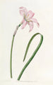 Zéphyranthe de Spofforth - Sydenham Edwards — Ansicht des Kunstwerks