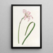Zéphyranthe de Spofforth - Sydenham Edwards — gerahmtes Bild an der Wand
