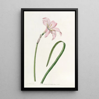 Sydenham Edwards - Spofforth Zephyranthes.webp