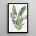 Zygopetalum mit Löffel-Lippen - Sydenham Edwards — gerahmtes Bild an der Wand