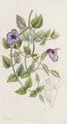 Torenia violette sans tache - Sydenham Edwards — Ansicht des Kunstwerks