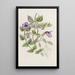 Torenia violette sans tache - Sydenham Edwards — gerahmtes Bild an der Wand