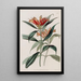 Blushwort tacheté - Sydenham Edwards — gerahmtes Bild an der Wand