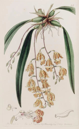 Sydenham Edwards - Spotted Burlingtonia.webp