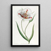 Calochortus tacheté - Sydenham Edwards — gerahmtes Bild an der Wand