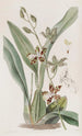 Cyrtochilum tacheté - Sydenham Edwards — Ansicht des Kunstwerks