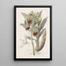 Feelerbloom tacheté - Sydenham Edwards — gerahmtes Bild an der Wand