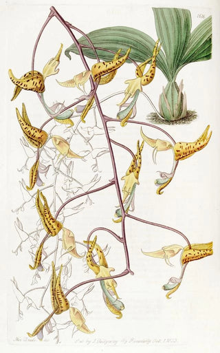 Sydenham Edwards - Spotted Gongora.webp