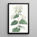 Calceolaria étalée - Sydenham Edwards — gerahmtes Bild an der Wand
