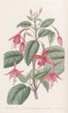 Fuchsia von Standish - Sydenham Edwards — Ansicht des Kunstwerks