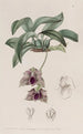 Maxillaria ähnlich wie Stapelia - Sydenham Edwards — Ansicht des Kunstwerks