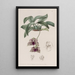Maxillaria ähnlich wie Stapelia - Sydenham Edwards — gerahmtes Bild an der Wand