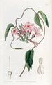 Echites à fleurs étoilées - Sydenham Edwards — Ansicht des Kunstwerks