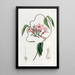 Echites à fleurs étoilées - Sydenham Edwards — gerahmtes Bild an der Wand