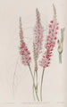 Polygonum à tige embrassante - Sydenham Edwards — Ansicht des Kunstwerks