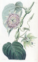 Passiflore à lanières - Sydenham Edwards — Ansicht des Kunstwerks