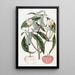 Benthamia à fruits de fraise - Sydenham Edwards — gerahmtes Bild an der Wand