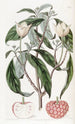 Benthamia à fruits de fraise - Sydenham Edwards — Ansicht des Kunstwerks