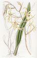 Cyrtochilum Farbe Stroh - Sydenham Edwards — Ansicht des Kunstwerks